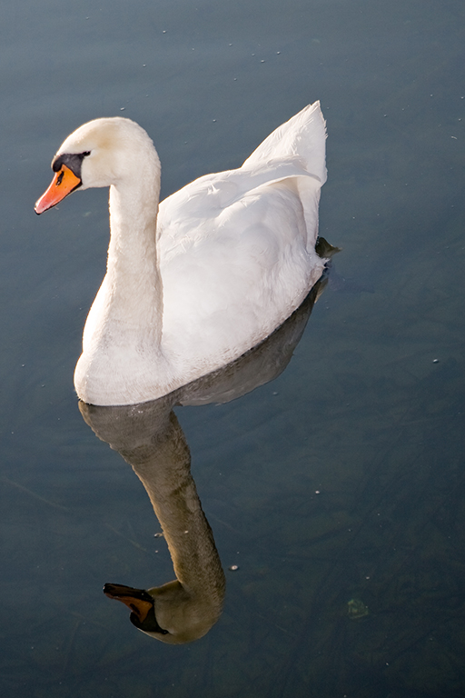 Schwan 1.jpg